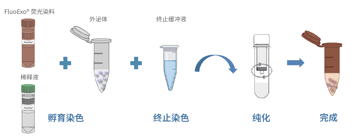 FluoExo®外泌体示踪染色试剂盒-绿色