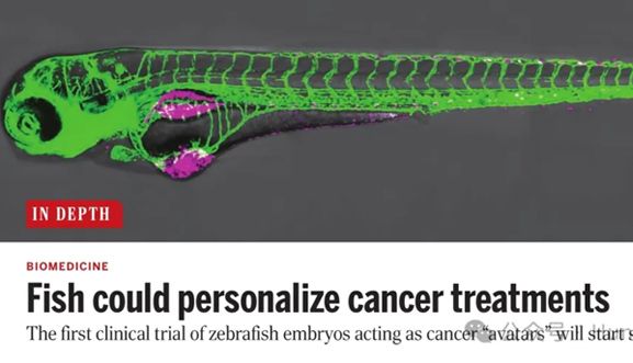 Science：斑马鱼可助力癌症个性化治疗！斑马鱼胚胎作为肿瘤“化身”的临床试验启动！