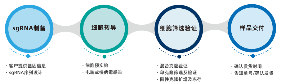 Crispr基因编辑细胞系-敲除细胞系构建服务