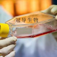 OK负鼠肾传代细胞|送STR图谱