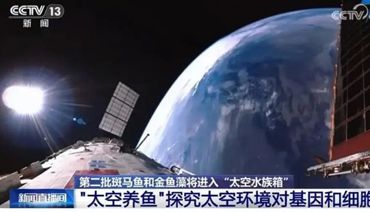 或再次“出征”太空！斑马鱼在微重力环境中的研究及应用进展