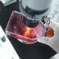 CMT93小鼠直肠多倍体癌传代细胞|送STR图谱