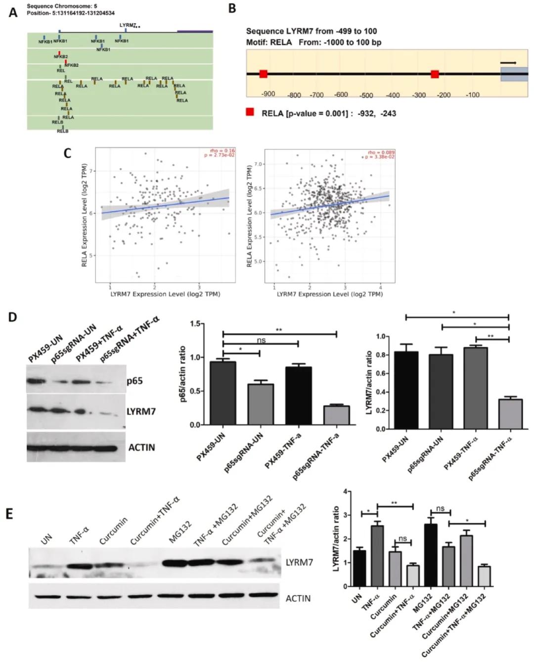 NF-κB 调节乳腺癌细胞中 LYRM7 的表达
