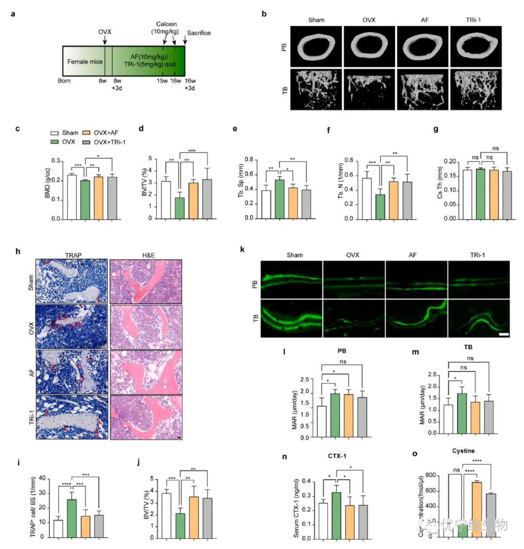 TXNRD1抑制剂在小鼠股骨中增加半胱氨酸含量