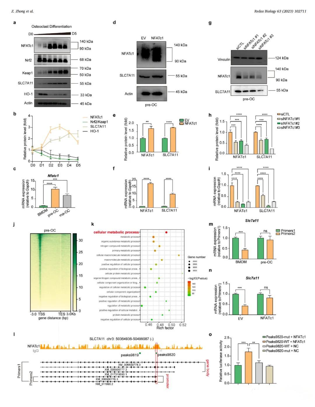 NFATc1在成骨细胞分化过程中促进SLC7A11的转录