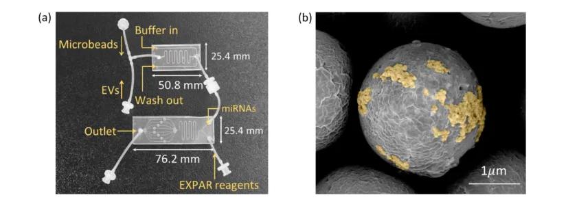 用于分析外泌体 miRNA 的流式细胞