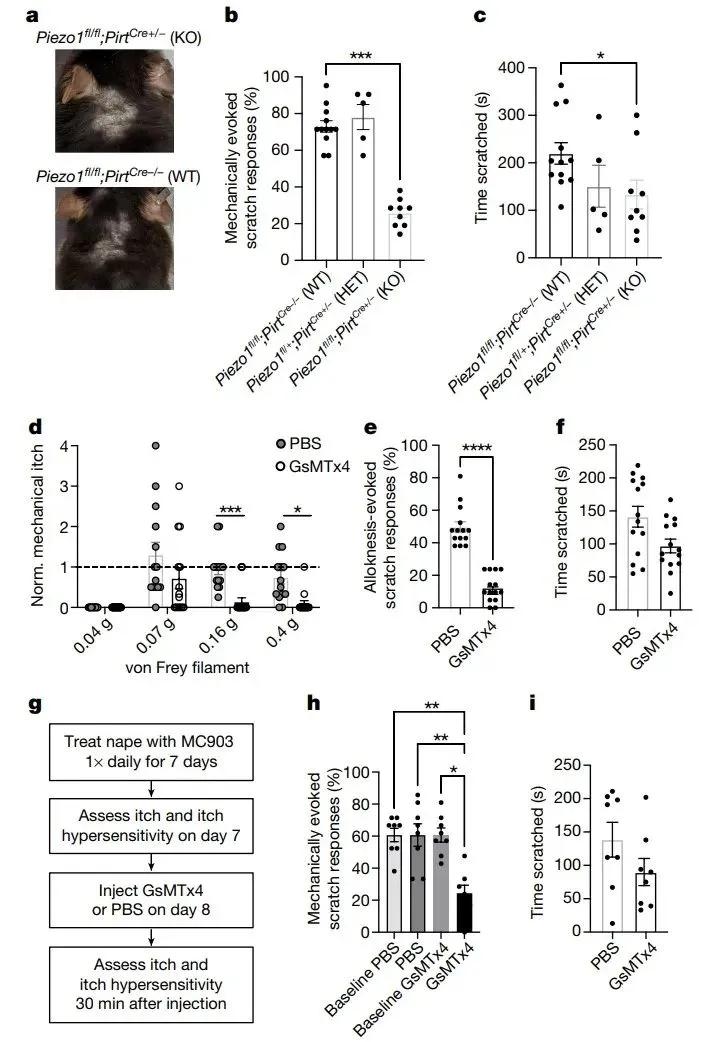 神经元 PIEZO1 介导慢性瘙痒小鼠模型中的瘙痒超敏反应
