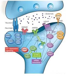 活动依赖的适应性神经元反应机制