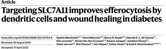 靶向 SLC7A11 可改善树突状细胞的胞葬作用和糖尿病伤口愈合
