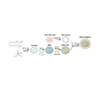 包载姜黄素的介孔二氧化硅纳米颗粒（MSNs）被癌细胞膜包裹