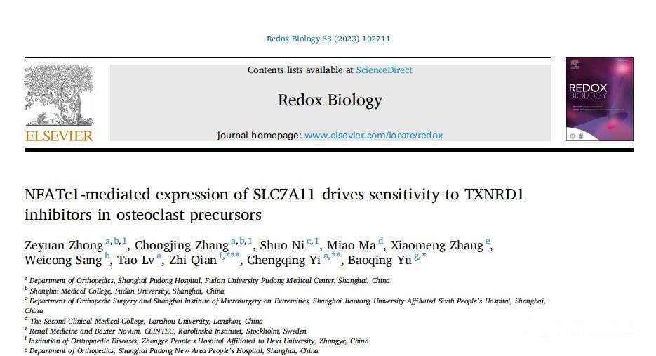 NFATc1介导的SLC7A11表达驱动对TXNRD1的敏感性破骨细胞前体抑制剂