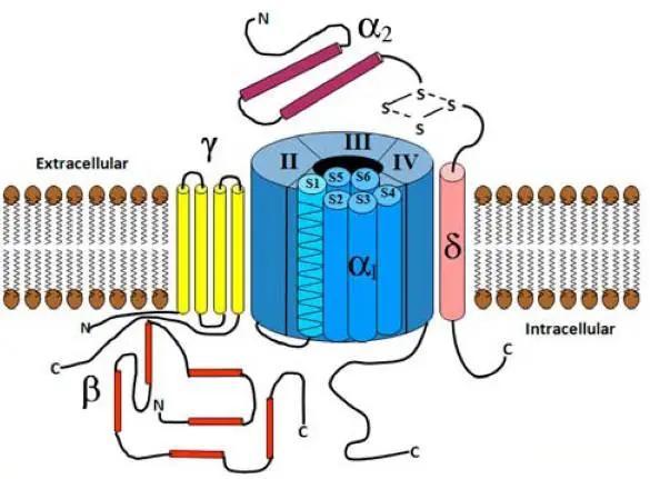  L-型电压敏感的Ca2 +通道示意图