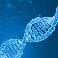 过表达现货质粒