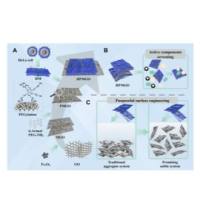 聚乙二醇（PEG）修饰的氧化磁石墨烯（MGO）被HELA细胞膜（HM）包裹