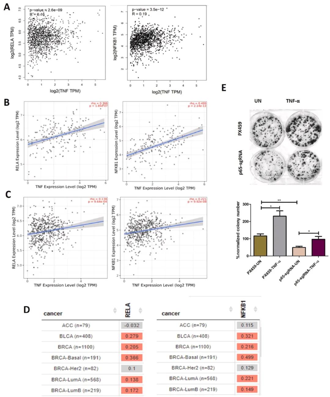 TNF-α和典型通路亚基在乳腺癌患者中呈正相关，决定乳腺癌细胞存活率