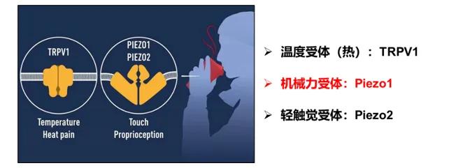 详细剖析PIEZO1传导机械性瘙痒的机制