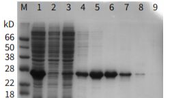 标签蛋白纯化填料解决方案
