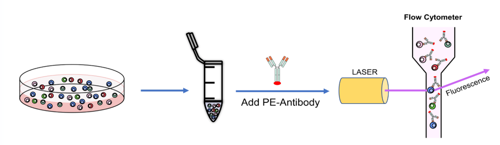 细胞功能检测-抗体Binding检测-蛋白/抗体药物功能检测
