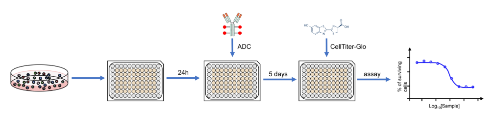 细胞功能检测-抗体Binding检测-蛋白/抗体药物功能检测