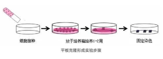 细胞功能检测-抗体Binding检测-蛋白/抗体药物功能检测