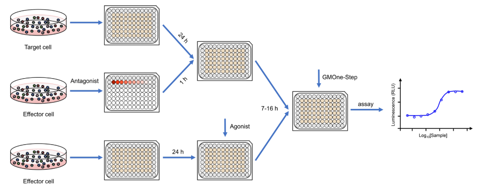 细胞功能检测-抗体Binding检测-蛋白/抗体药物功能检测