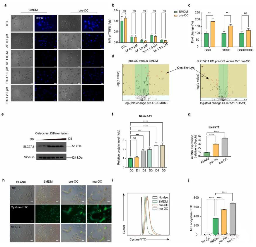 SLC7A11介导的半胱氨酸摄取和随后的半胱氨酸还原为半胱氨酸在前骨质破坏细胞(pre-OCs)中促进细胞二硫键代谢应激的过程