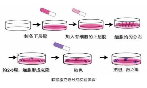 细胞功能检测-抗体Binding检测-蛋白/抗体药物功能检测