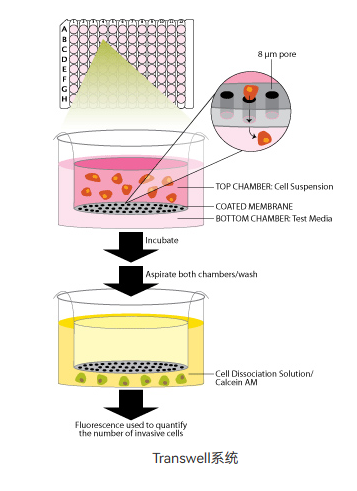 细胞功能检测-抗体Binding检测-蛋白/抗体药物功能检测