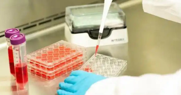 细胞培养过程中细胞成团现象解读