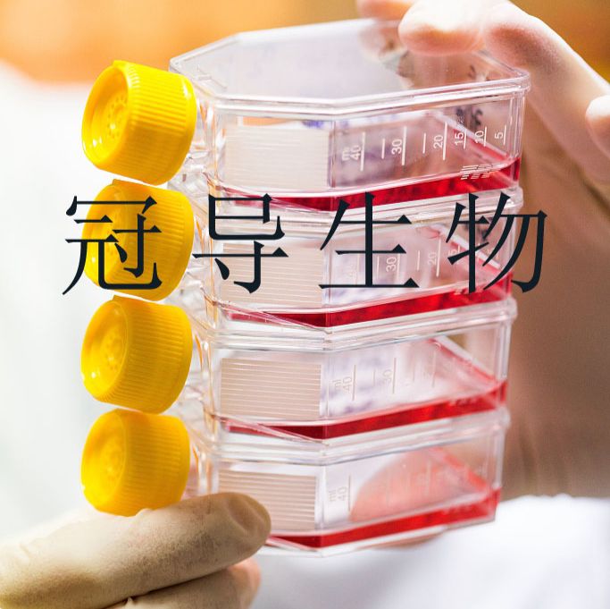 SW948人结肠腺癌传代细胞种子库|送STR图谱