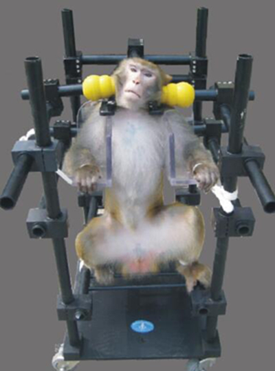 猴子固定器,猴固定椅,猴固定椅子