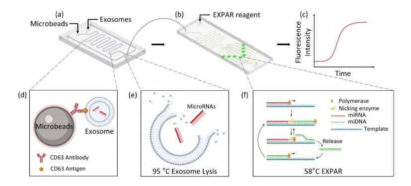 芯片上外泌体 miRNA 分析测定示意图
