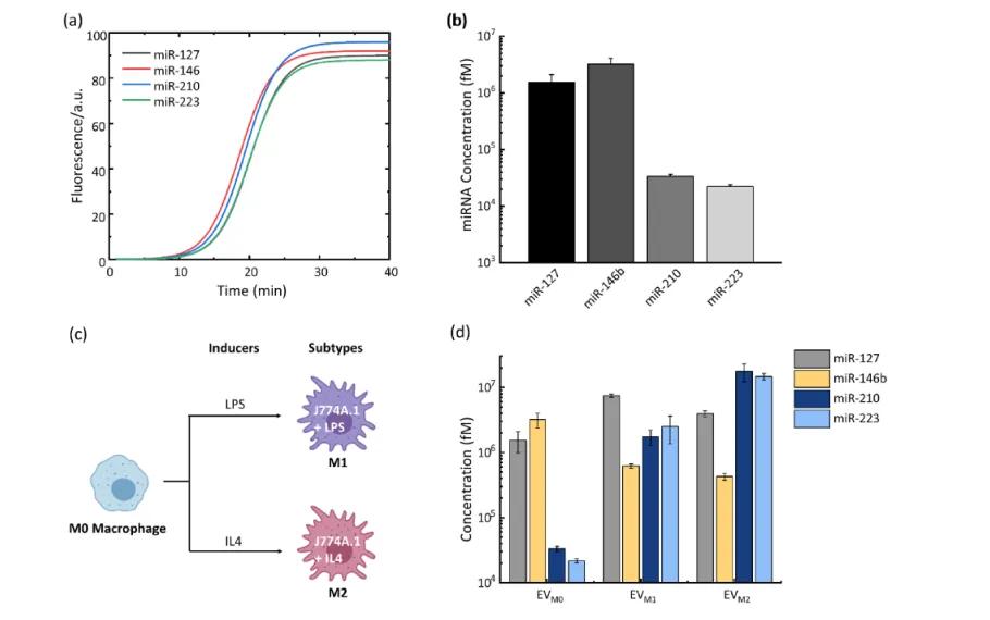 同时检测三种巨噬细胞表型的 EV中多种miRNA 的含量