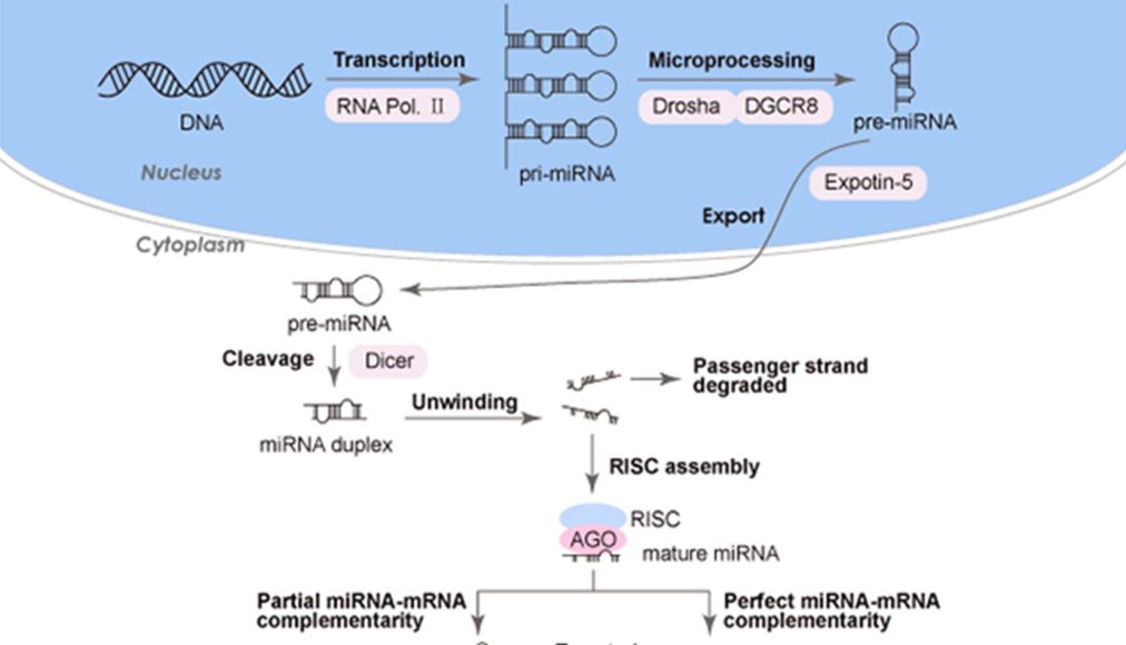 【分享】未来诊断趋势：miRNA检测及其临床应用