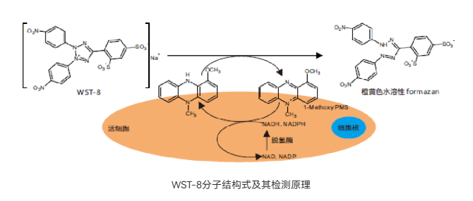细胞功能检测-抗体Binding检测-蛋白/抗体药物功能检测