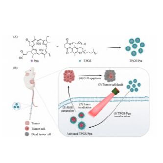 两亲性D-α-生育酚聚乙二醇1000琥珀酸酯(TPGS)的聚合物纳米胶束包载光敏剂焦脱镁叶绿酸a(Ppa)