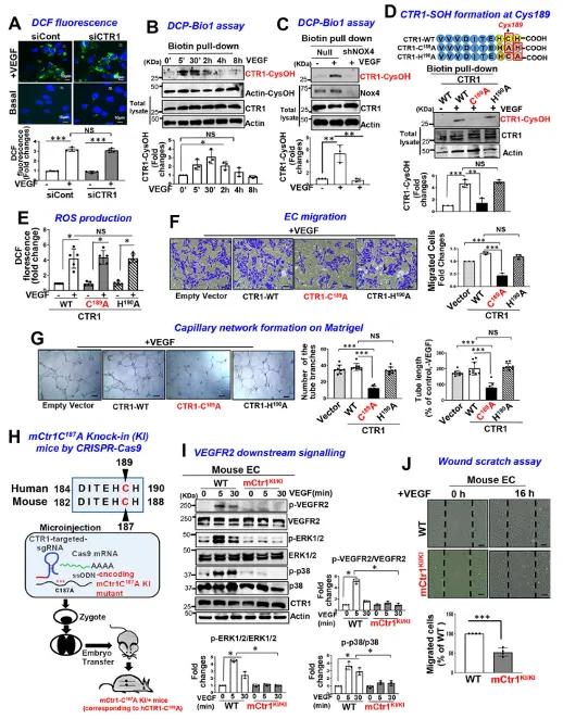 明确CTR1-Cys189OH促进VEGFR2信号通路和血管生成