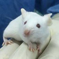 新生鼠胆红素脑病