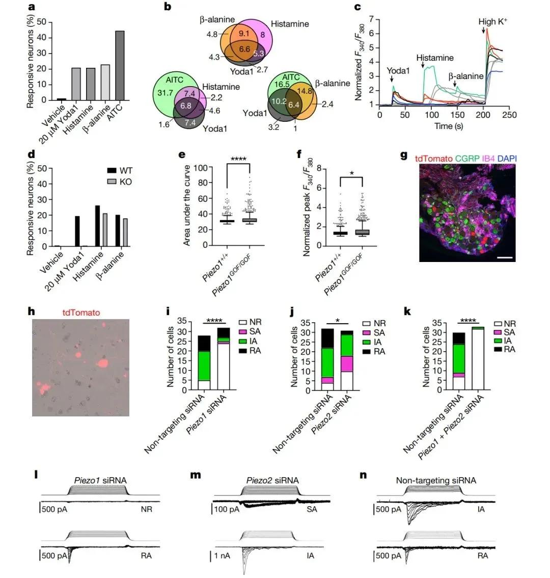  PIEZO1 在假定的瘙痒神经元中功能性地表达
