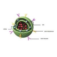 负载紫草素和IR783的脂质体被甘草次酸(GA)和磷脂-聚乙二醇修饰