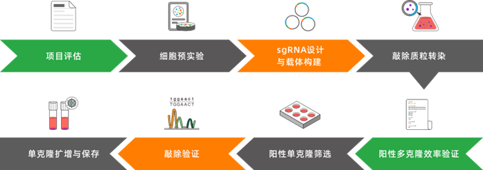 IL10RA基因敲除细胞(HEK293)