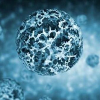 金黄色 葡萄球菌肠毒素C重组蛋白