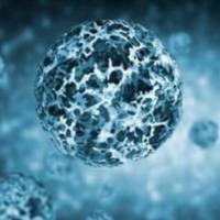 金黄色 葡萄球菌肠毒素C重组蛋白