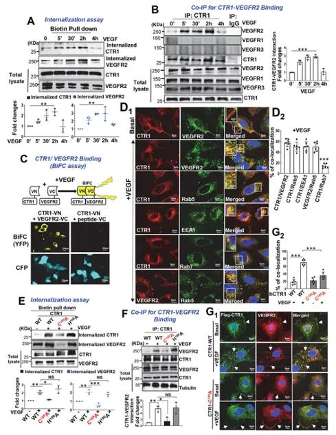 明确CTR1-Cys189OH促进CTR1/VEGFR2共内化