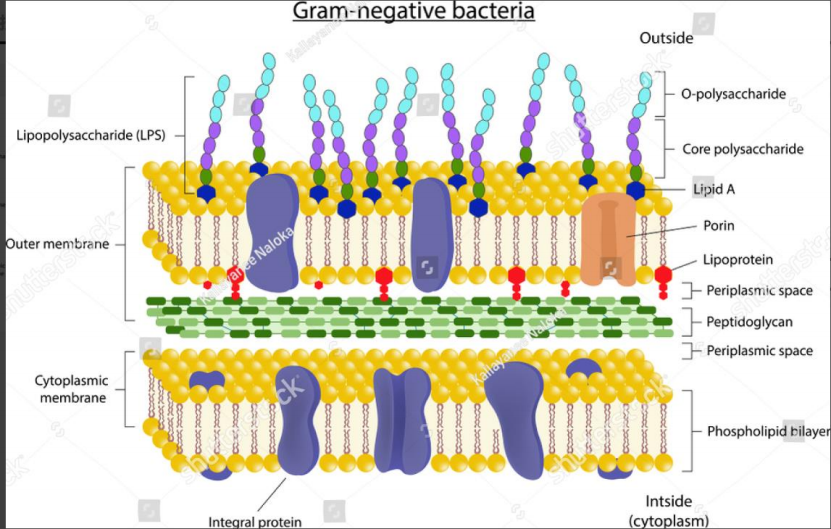 上新 | 中外法规药典内毒素检测新趋势-重组C因子法