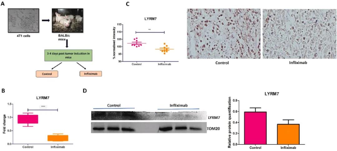LYRM7 在英夫利昔单抗治疗的小鼠中表达降低