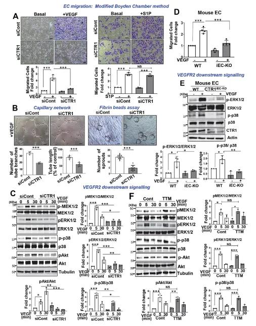 明确敲除CTR1会阻碍内皮细胞内VEGF信号通路和血管生成