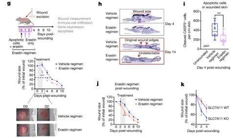 SLC7A11与皮肤DC细胞相关性更大