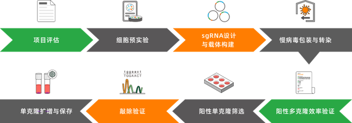 TFEB基因敲除细胞(KGN)