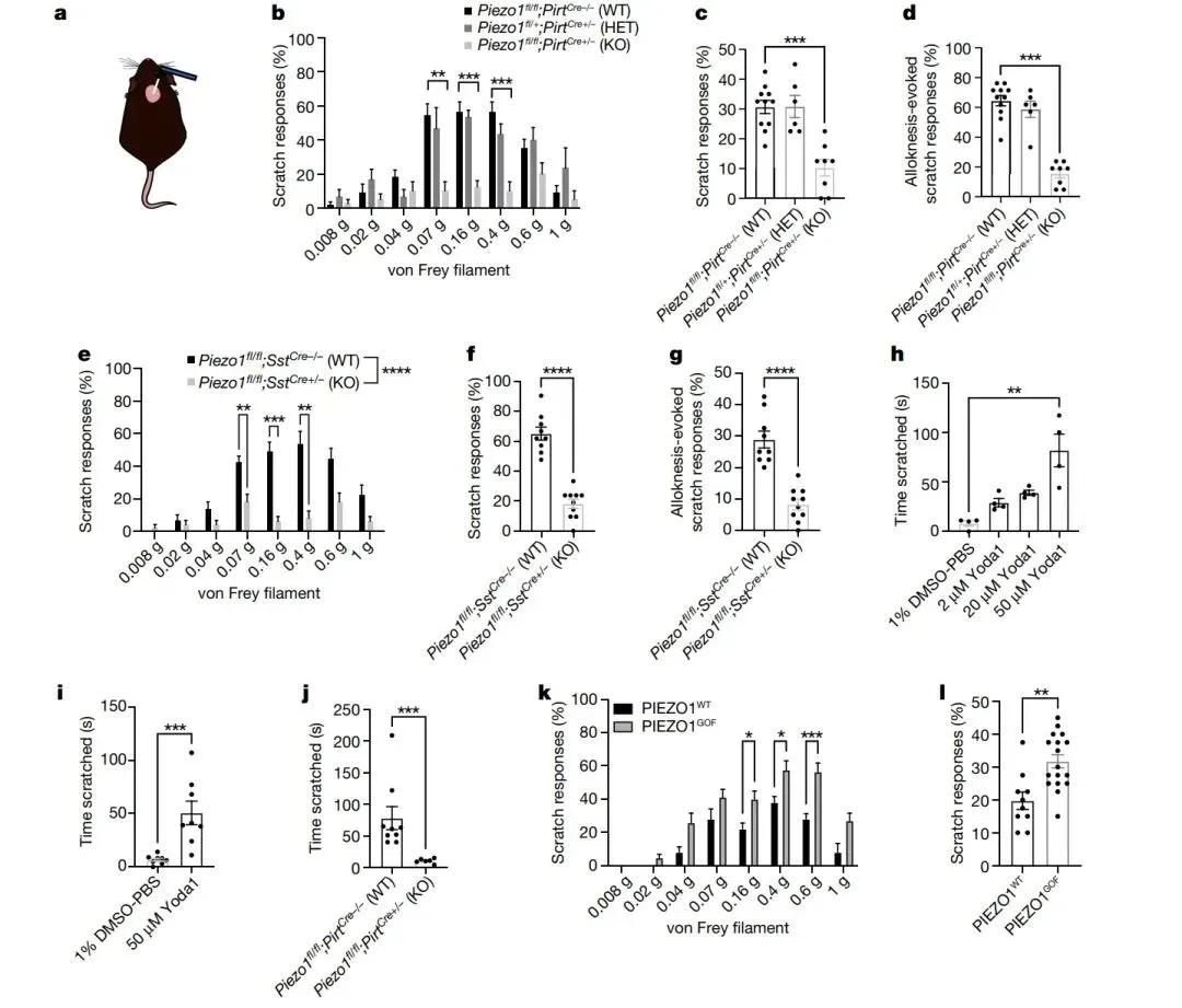 神经元 PIEZO1 是小鼠机械刺激诱发的抓挠和组胺诱导的超敏反应所必需的
